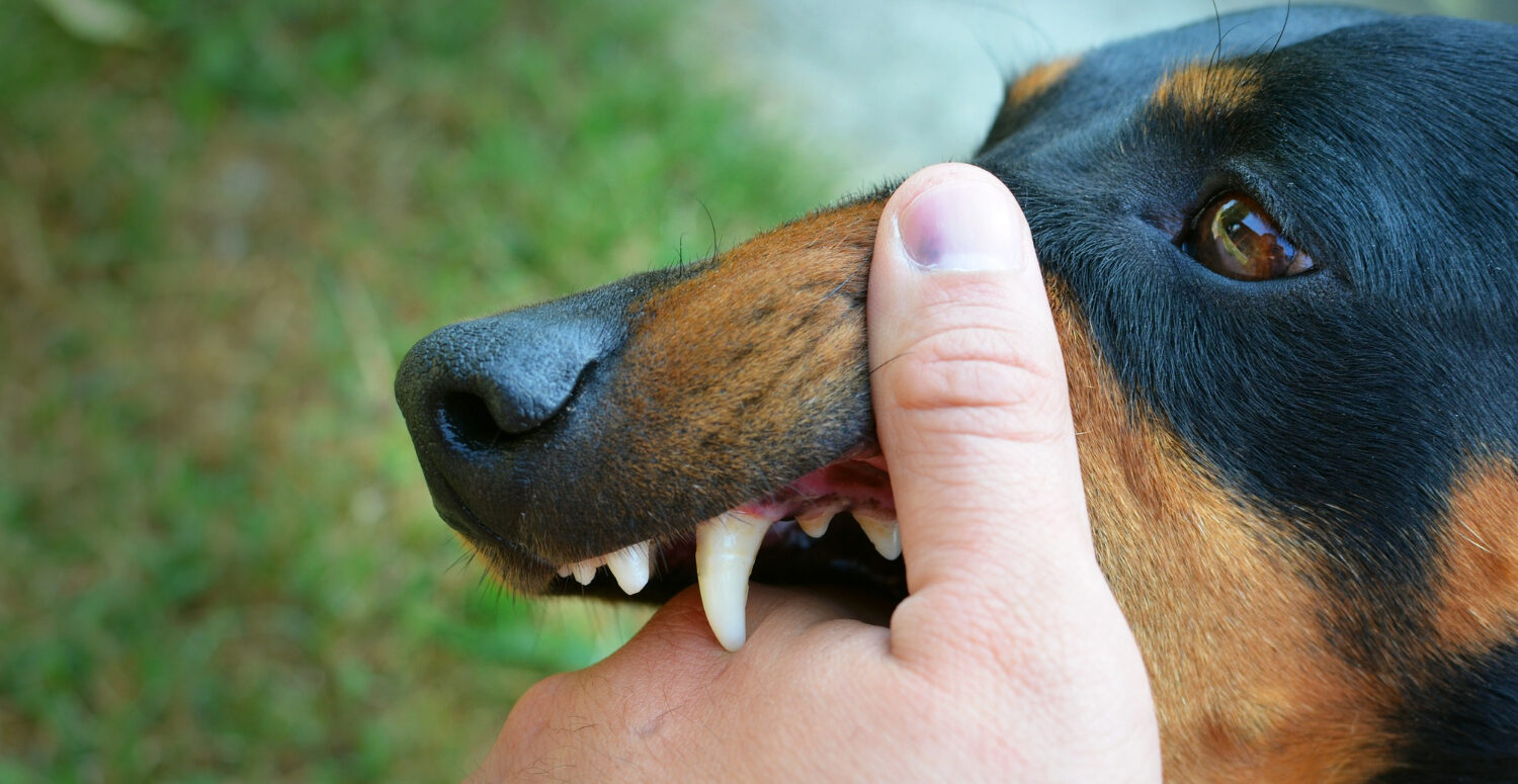 florida-dog-bite-lawyer